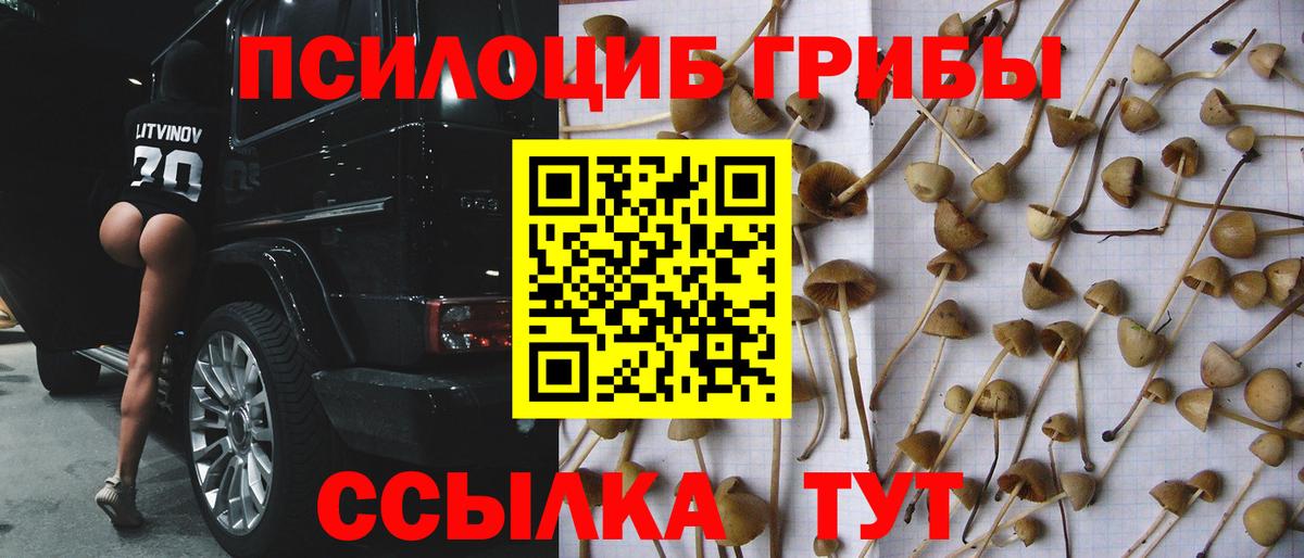 Псилоцибиновые грибы Psilocybine cubensis Гуково